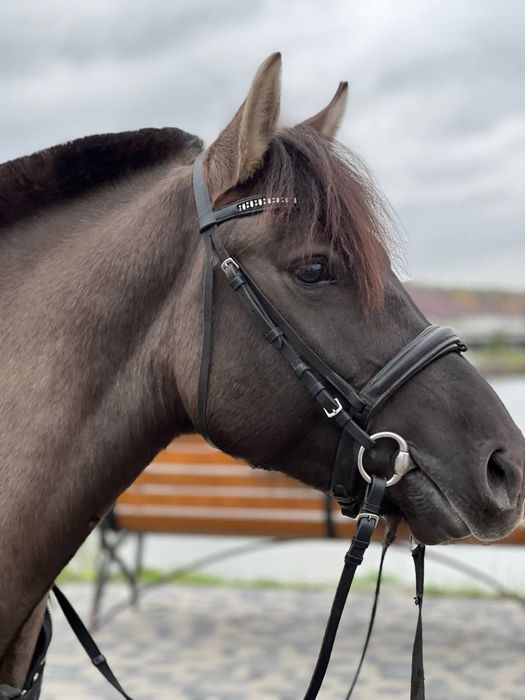 Кобилу, кобыла, лошадь, пони