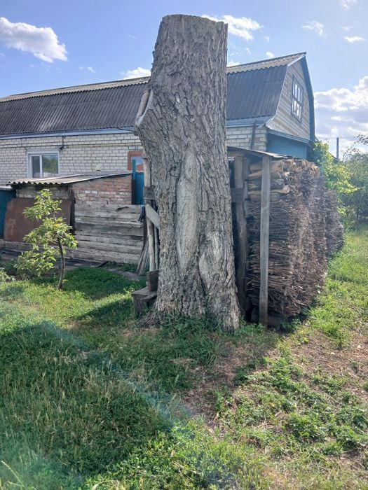 Стовбур горіха, горіх, слеб.