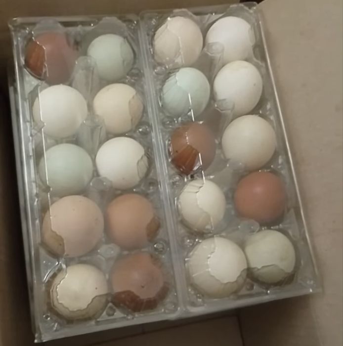 Продам разноцветное столовое яйцо