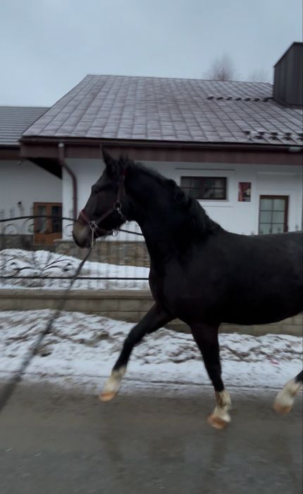 Ogierek na sprzedaż