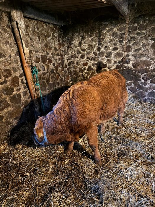 Sprzedam byczka LM limousine