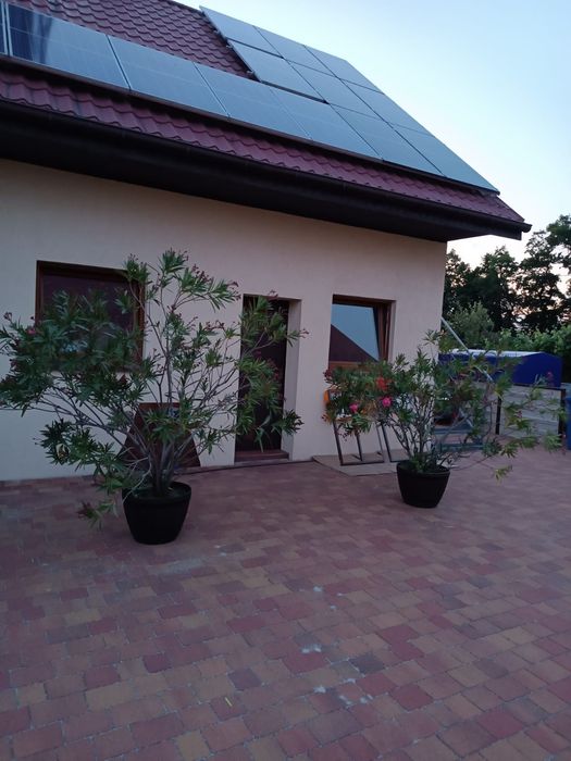 Drzewka ozdobne Oleandra.