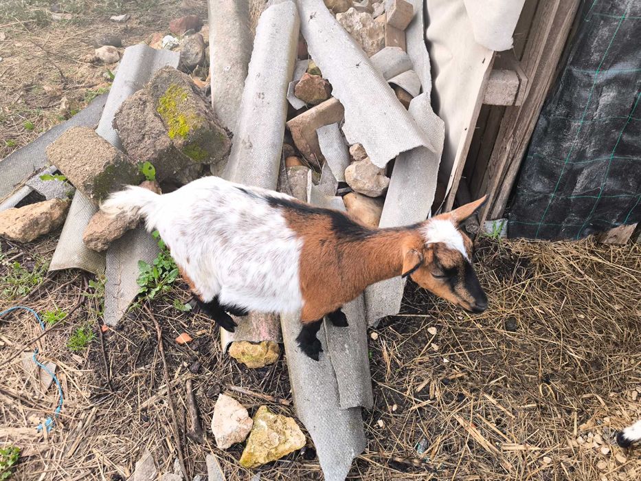 Vendo cabras muito meigas e bonitas muito bem tratadas.
