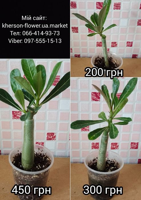 Аденіум щеплений Amaryllis