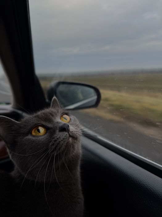 Британская кошка на вязку