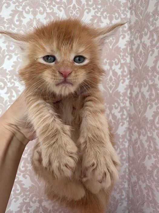 Мейн-Кун у пошуках люблячої родини