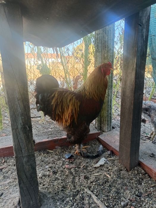Dois Galos Brahma Perdiz