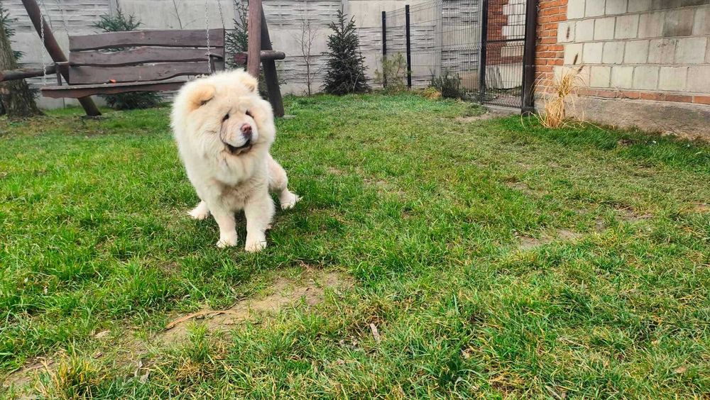 Chow Chow dorosła zadana sunia oddam za darmo