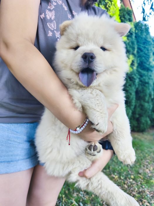Chow chow niebieski piesek
