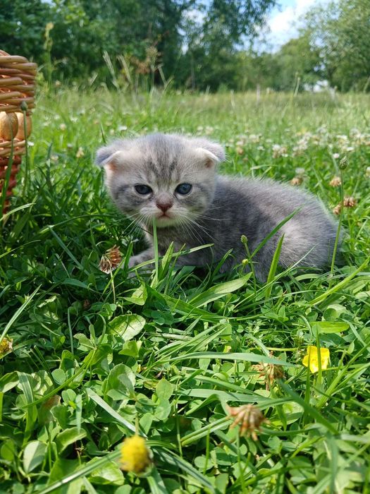 Шотландські кошенята