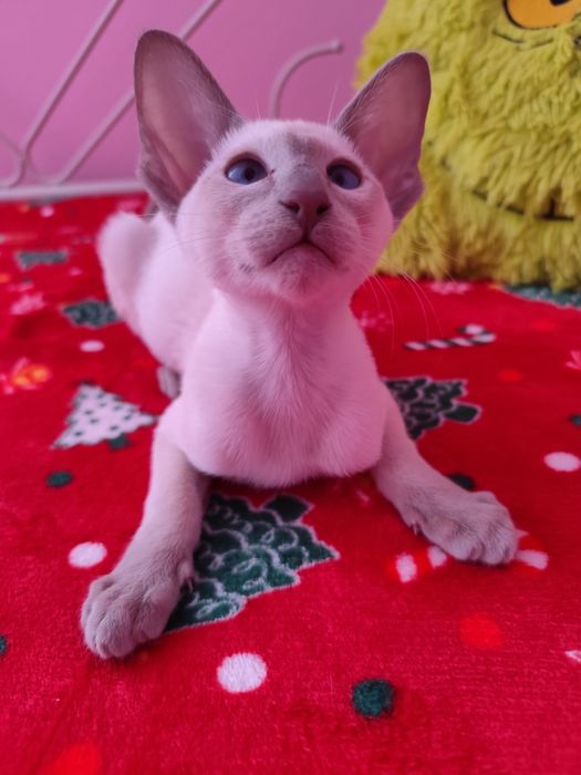 Kocurek syjamski rodowód Fpl