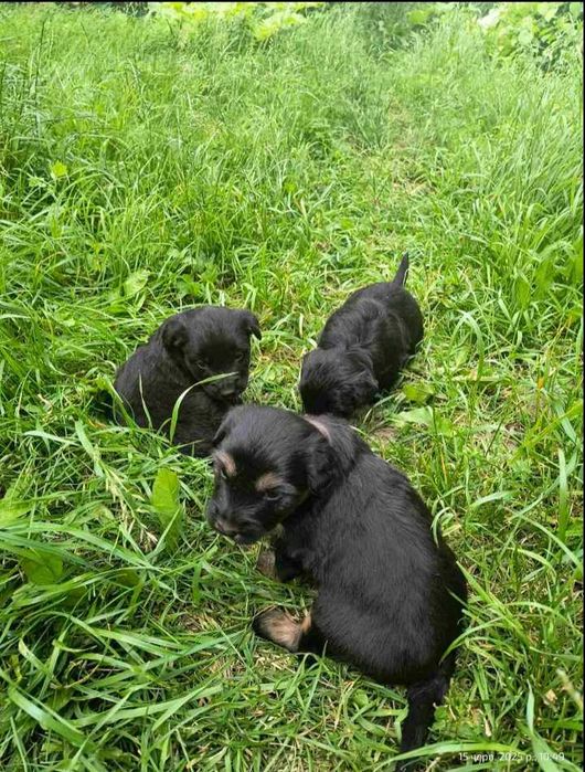 Маленькі песенятка шукають домівки вік місяць, шукають домівки
