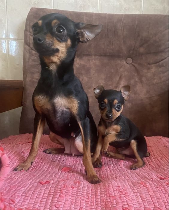 Чудо расчудесное)