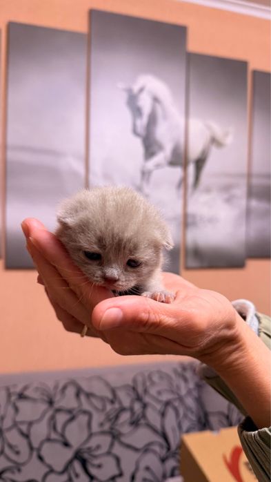 Шотландскі котята