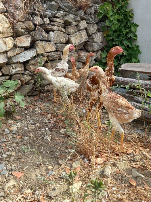 Indio gigante brasileiro  apartir 1 mes