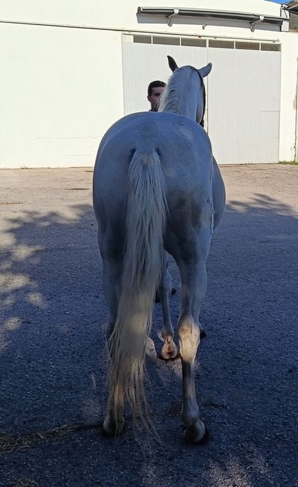 Cavalo Lusitano Russo
