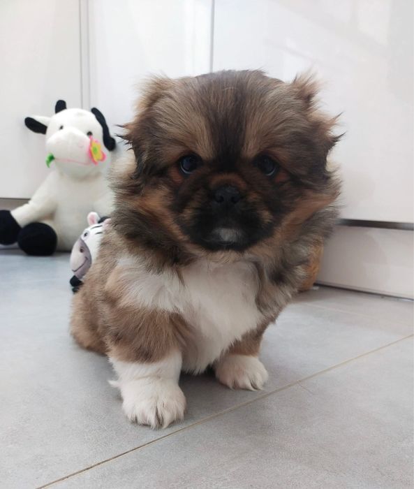 Pekińczyk szczeniak