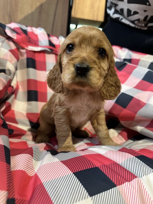 Неймовірні щеночки спаніеля , дітки з документами