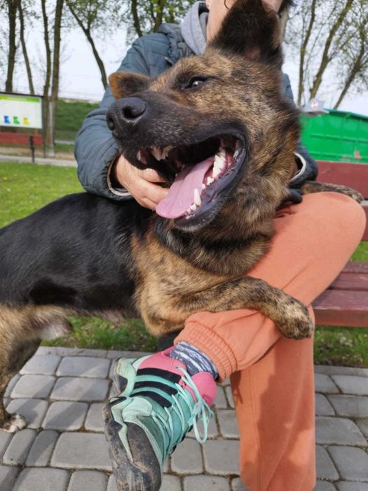 Bruno do adopcji