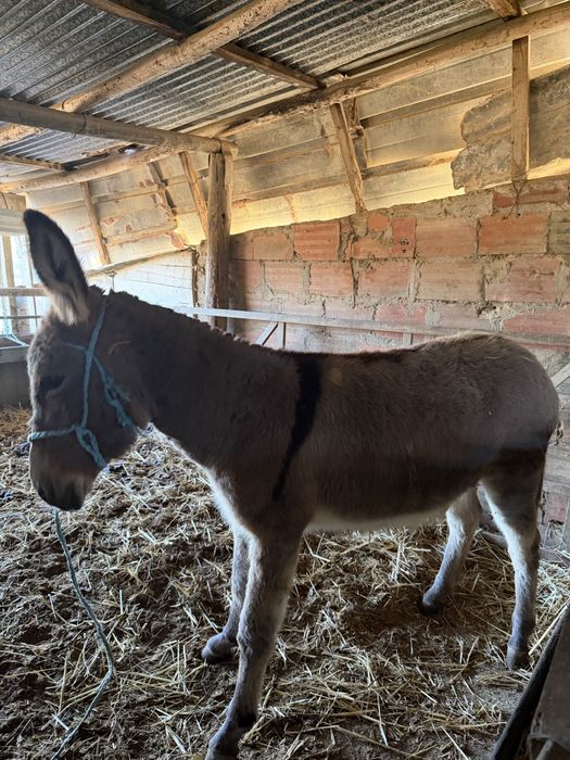 Burra femea 8 meses
