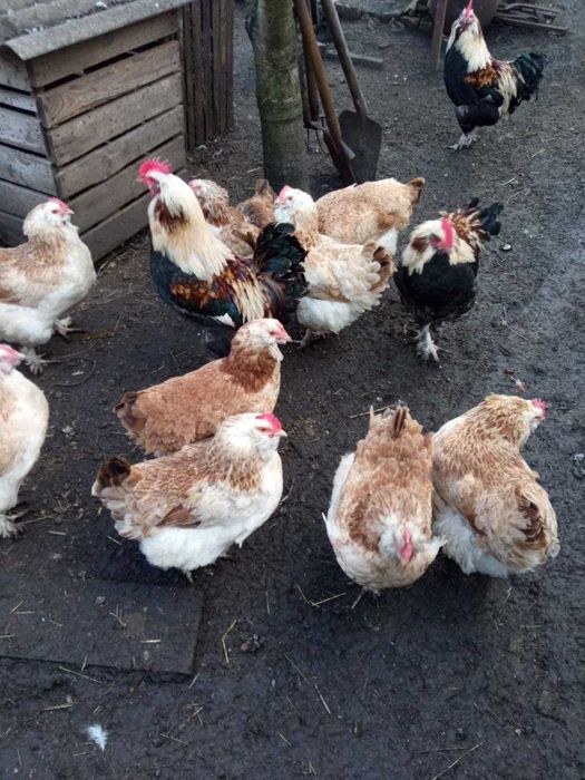 Яйца фаворель лососевый