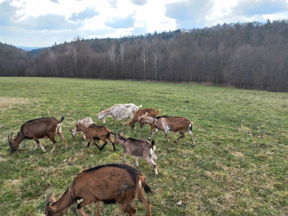 Kozy mleczne, młode kózki, koziołki