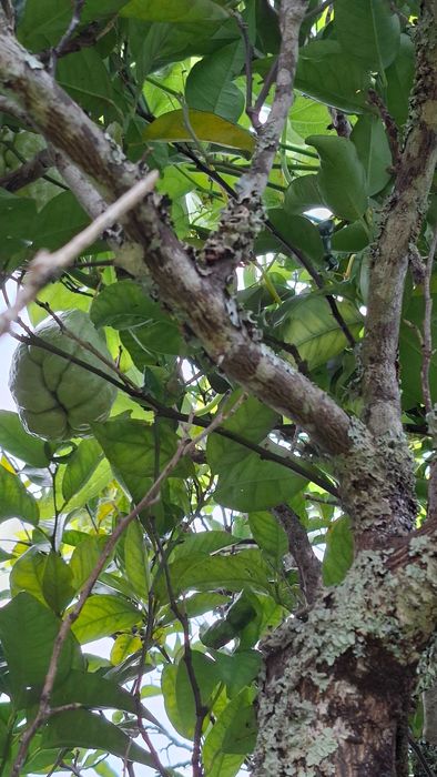 xuxu, chuchu, biológico