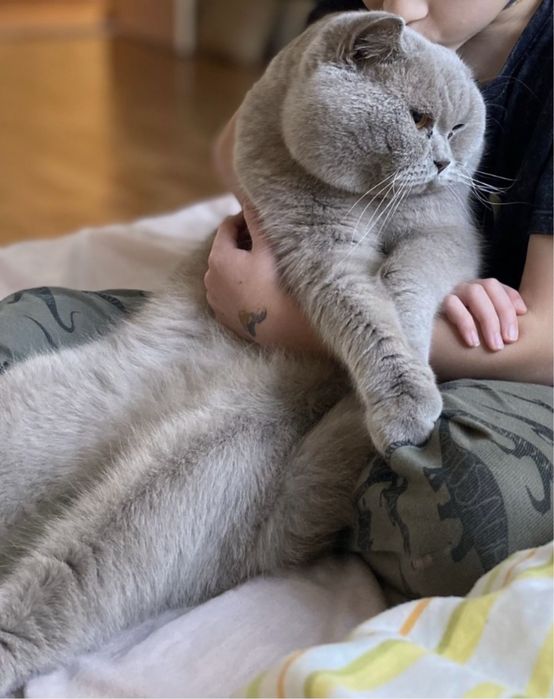 Британські котики