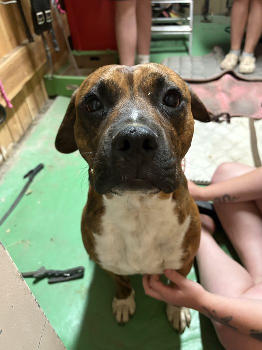 Znaleziono psa Amstaff/Pitbull