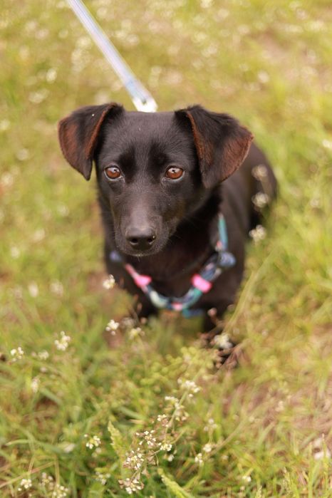 Szukamy domu dla uroczej i młodej suni. Wika czeka ma adopcję