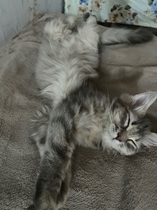 Віддам пухнастика БУСЮ (дівчинка)в добрі руки