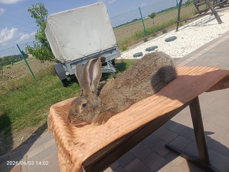 Sprzedam samicę BOS