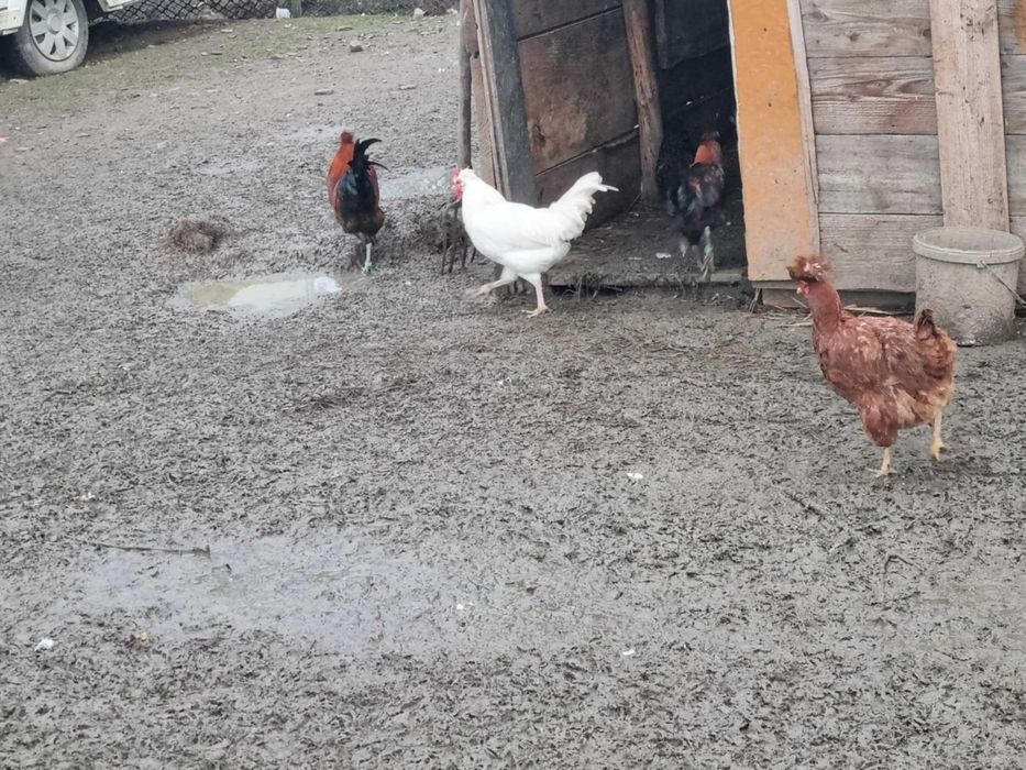 Sprzedam lub wymienie koguty liliputy  z czerwca