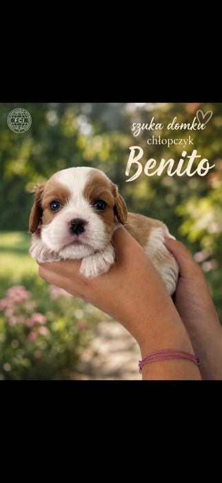 Cavalier king charles spaniel po wyjatkowych rodzicach