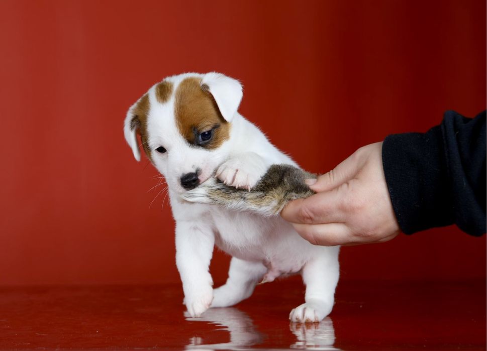 Джек Рассел тер’єр