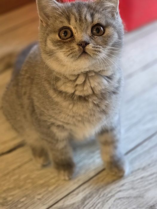 Kotka BRYTYJSKA kot z rodowodem do odbioru gotowaDzień dobry, 

OGŁOSZ