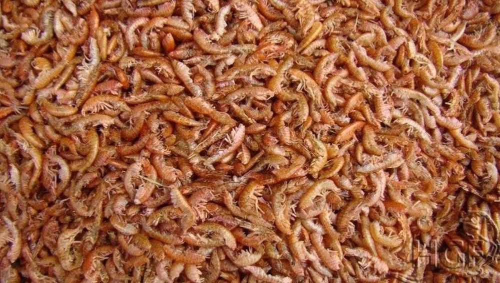 Сухой гаммарус опт розница