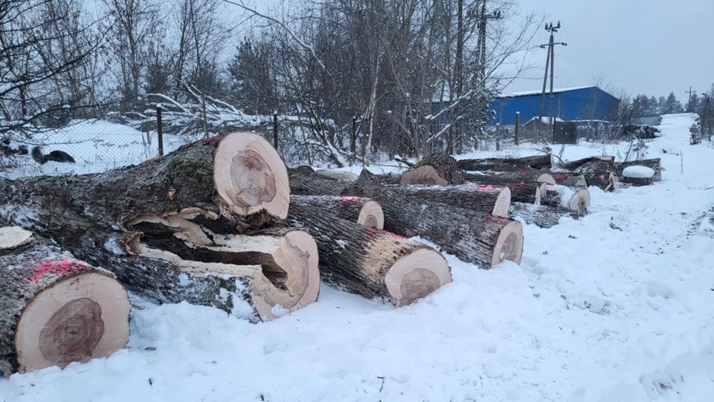 Sprzedam drewno opałowe klon jesionolistny