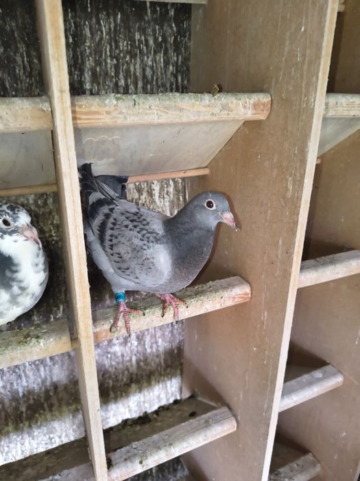 Piękne młode 2026 do lotów! Dobry materiał