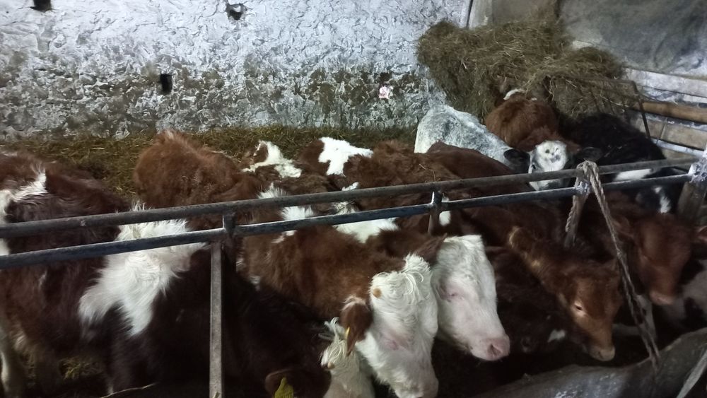 Sprzedam byczki I jałówki