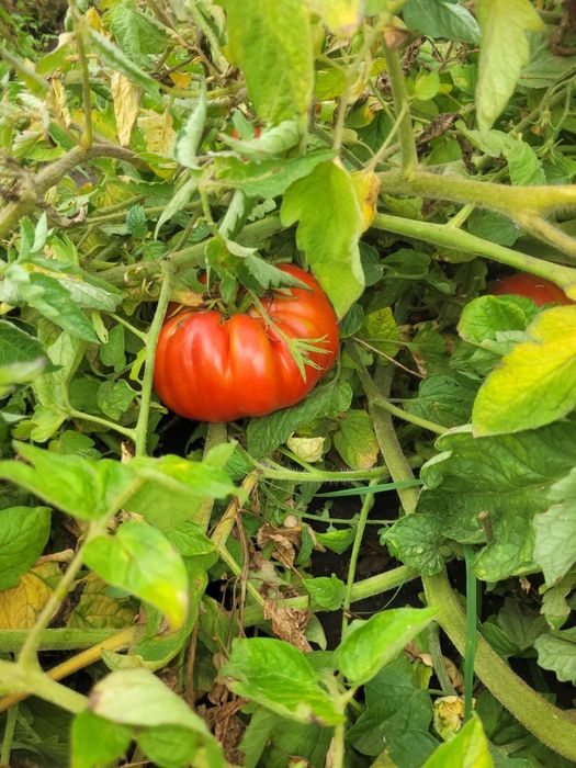 Tomates sem tratamentos