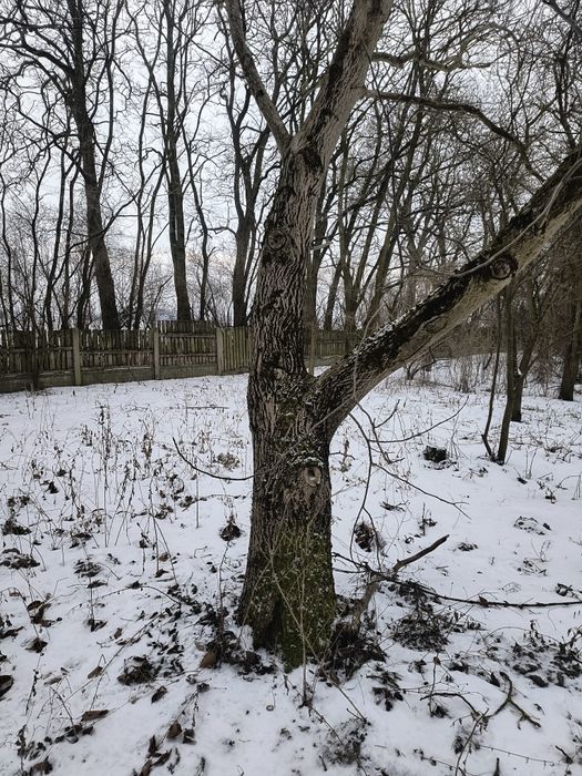 orzech włoski drzewo