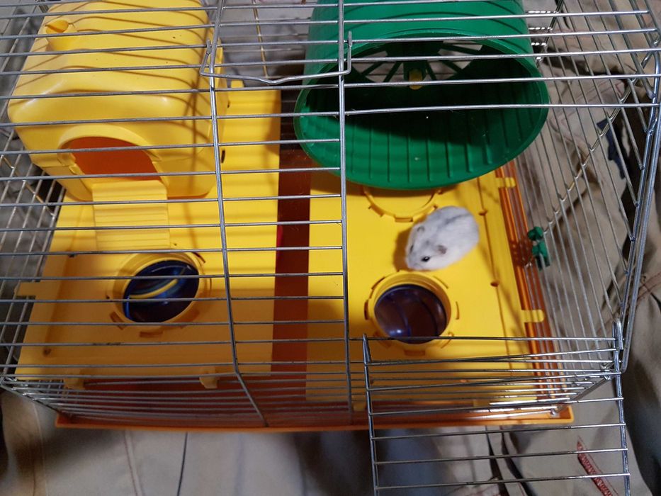 Хамяк джунгарський ,пара