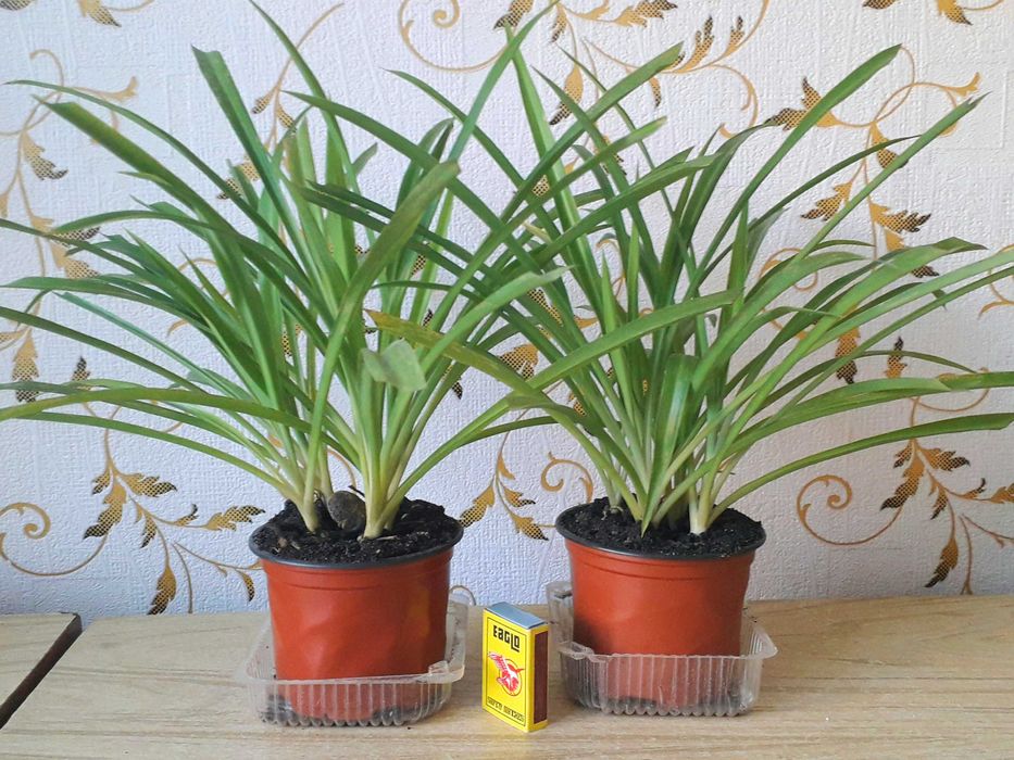 Хлорофитум. Цветы, комнатные. Рео, Вазоны, вазони.