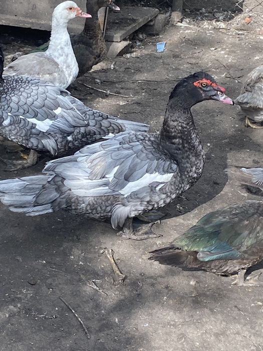 Мускусні качки німецьких ліній