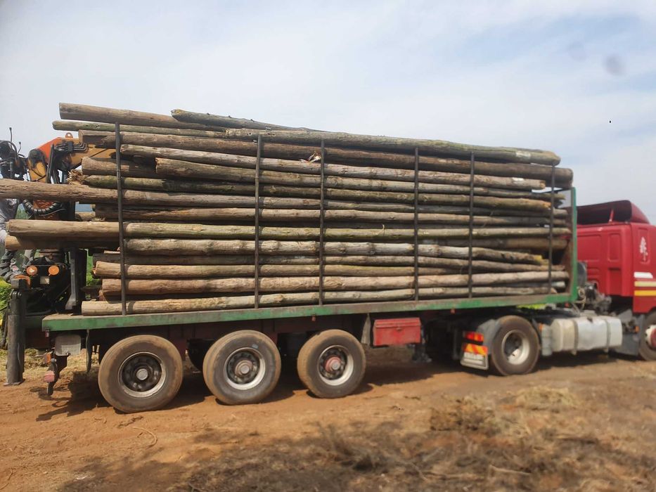 Postes telefone de madeira tratada