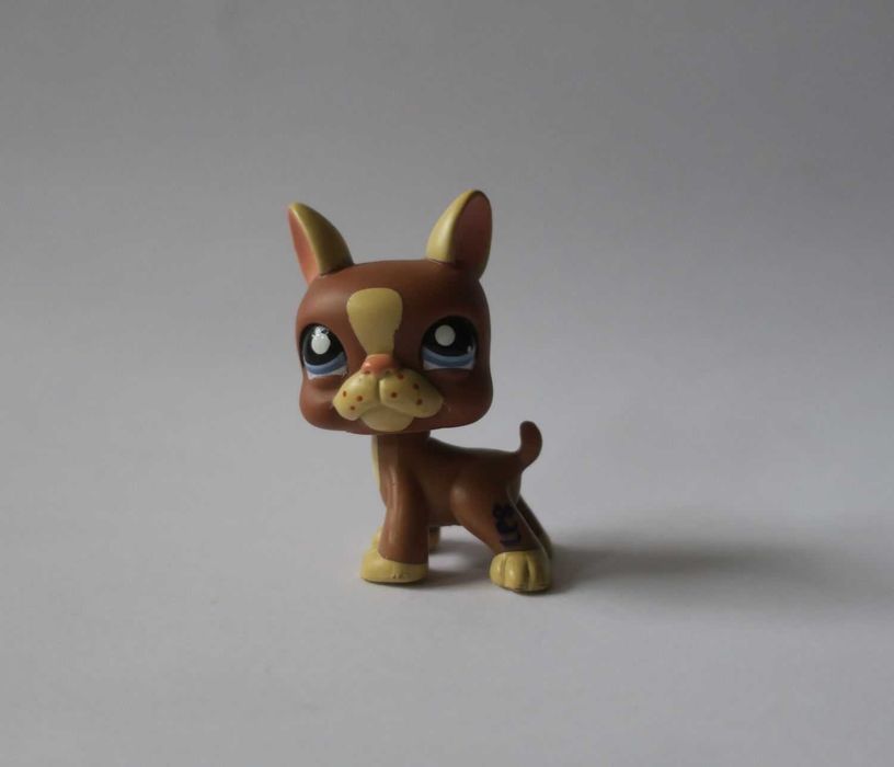 Piesek Boston terrier Littlest Pet Shop lps boston terier