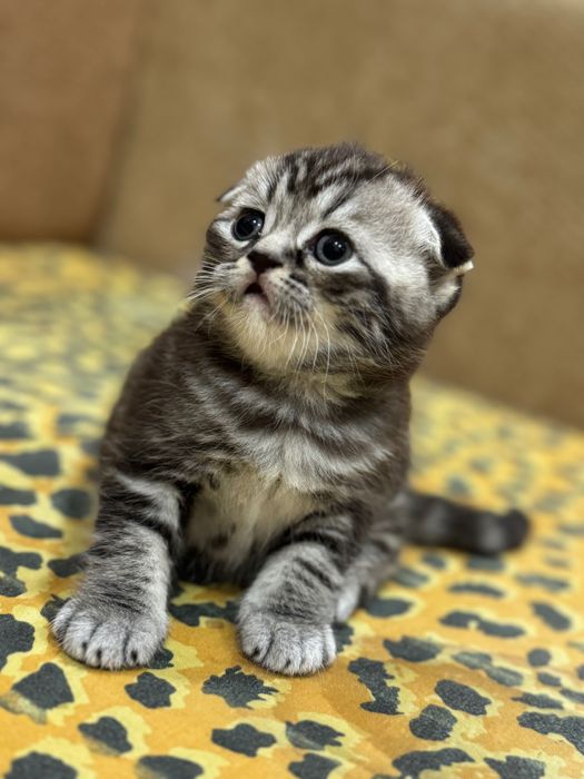 Красиві кошенята