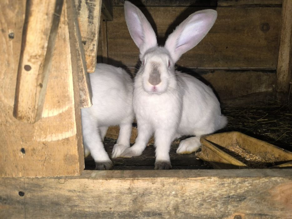 Króliki kalifornijskie