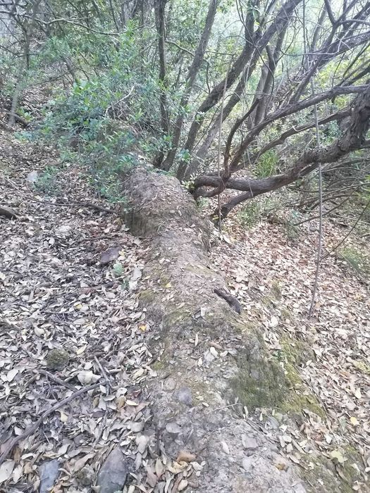 Terreno 12ha misto com possibilidade de turismo rural Bensafrim